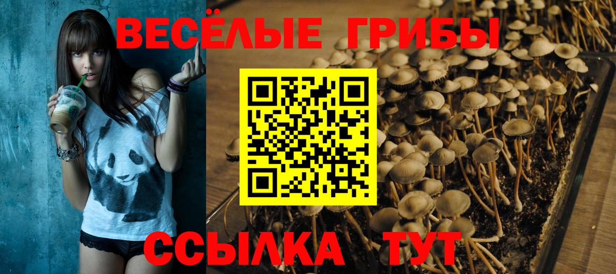 Псилоцибиновые грибы Cubensis Норильск